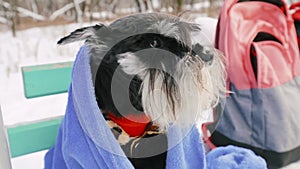 Frozen in winter, Miniature Schnauzer Dog Or Zwergschnauzer is covered with a plaid. Slow Motion, Slo-Mo