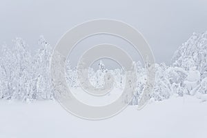 Frozen winter mountain forest, trees covered with a thick layer of frost stand in deep snow