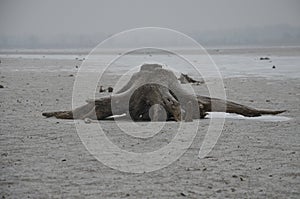 Frozen winter stump