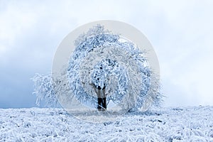 frozen winter tree