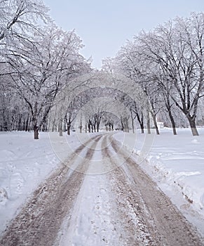 Frozen winter trees near road