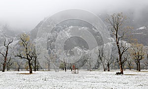 Frozen world~ Snow covered maple trees standing on the meadow by the mountainside in a foggy gloomy morning ~