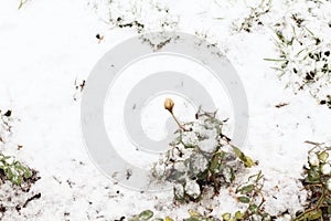 Frozen yellow winter rose. Winter garden backgraund. Beautiful winter day. Snowwy