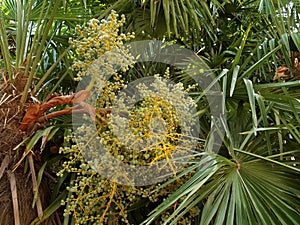 Fructifying Chinese fan palm tree (Trachycarpus fortunei (Hook.