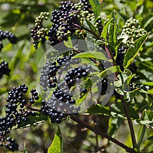 Fructus ebuli of Danewort thicket, poisonous bush or Sambucus ebulus