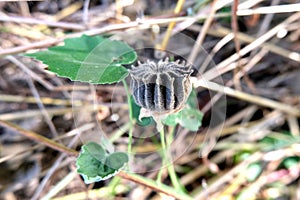 Fruit of Abutilon hirtum or abutilon grandifolium.