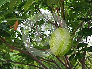 Fruit of Alstonia scholaris tree or Devil Tree in nature