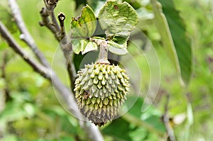 The fruit of Annona crassiflora growing in the field