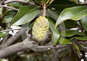 Fruit of Annona, in the pappaw/sugar apple family.
