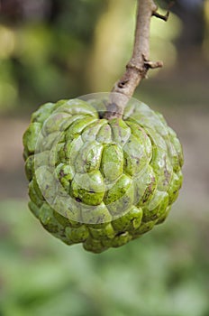 Fruit of Annona squamosa