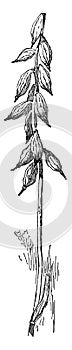 Fruit of Aplectrum Hyemale vintage illustration