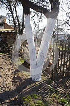 Fruit apple tree trunks whitened with chalk in a spring garden, with white paint to protect against rodents
