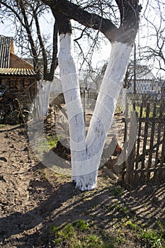 Fruit apple tree trunks whitened with chalk in a spring garden, with white paint to protect against rodents photo