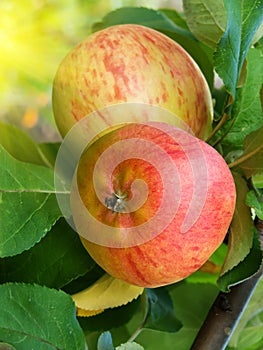 Fruit apples on a tree