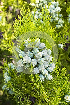 Fruit of arborvitae