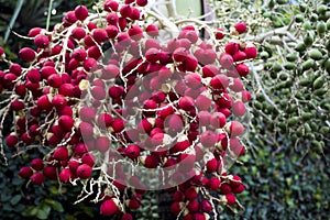 Fruit of the areca palm