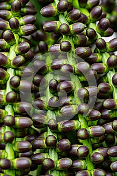 Fruit of the Arenga pinnata, also known as the feather palm, sugar palm, areng palm, black sugar palm and kaong palm. Mauritius