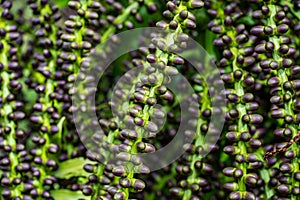 Fruit of the Arenga pinnata, also known as the feather palm, sugar palm, areng palm, black sugar palm and kaong palm. Mauritius