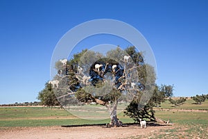 Sheep climbing on Argan tree near Marrakech