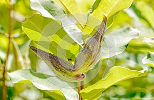 Fruit of Asclepias Syriaca