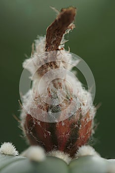 A fruit of astrophytum variegated.