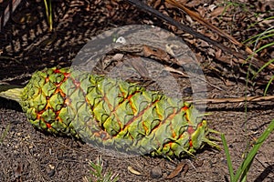Fruit of Australian native Zamia plant