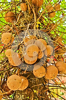 Fruit Ball on Salavan tree