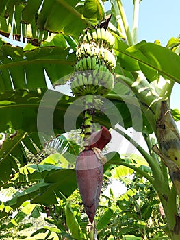 Fruit banana bossom on the green banana tree photo