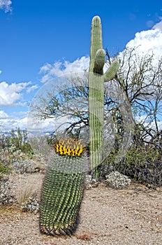 Fruit of a Barrel Cactus