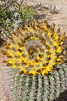 Fruit of a Barrel Cactus