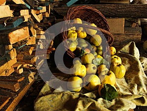 Fruit basket of pears quince apples on a background of wood photo