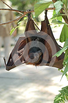 Fruit Bat 1