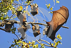 Fruit bat