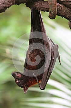 Fruit Bat