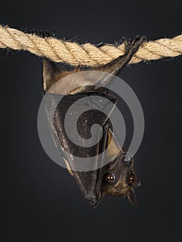 Fruit bat aka chiroptera on black background