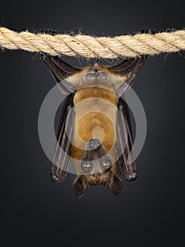 Fruit bat aka chiroptera on black background