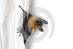 Fruit bat aka chiroptera on white background