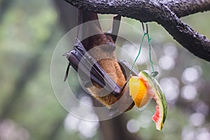 Fruit bat also known as flying fox with big leather wings hanging upside and down eating juicy orange and watermelon