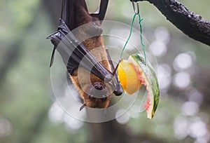 Fruit bat also known as flying fox with big leather wings hanging upside and down eating juicy orange and watermelon