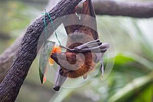Fruit bat also known as flying fox with big leather wings hanging upside and down eating juicy orange and watermelon