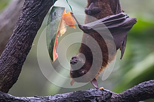 Fruit bat also known as flying fox with big leather wings hanging upside and down eating juicy orange and watermelon