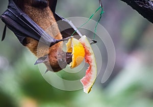 Fruit bat also known as flying fox hanging upside and down eating juicy orange and watermelon