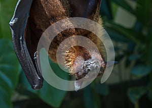 Fruit bat in Bali, Indonesia.