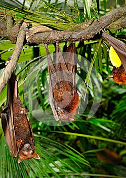 Fruit bat photo