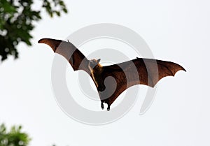 Fruit bat (flying fox)