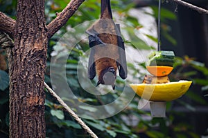 Fruit bat flying fox