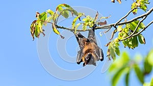 Fruit bat, flying fox flying dog hanging upside on a tree, Maldives.