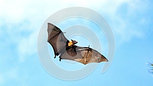 Fruit bat, flying fox flying dog flying, Maldives.