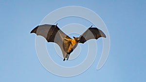 Fruit bat, flying fox flying dog flying, Maldives.