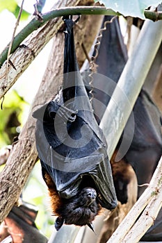 Fruit bat or flying fox hanging from a tree